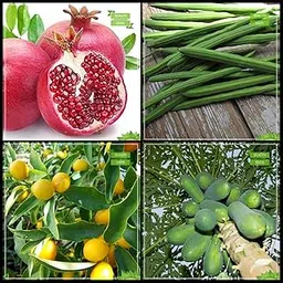 Creative Farmer Best Collection Combo Fruit : Pomagranate, Moringa, Lemon Fruit, Papaya Fruit Kitchen Garden Pack-image-71
