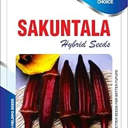 Red Bhindi Seeds for All Type of Soils Easy to Grow All Season Growing Lal Vendi Vegetables Seeds (50 seeds per packet)-image-18
