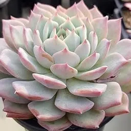 Live Laxmi/Lakshmi Kamal Original Succulent Plant With Plastic Pot For Good Luck Indoor Home office Garden Decore Pack of 1 (Laxmi Kamal Plant) (LAXMI KAMAL PLANT)-image-62