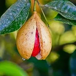 Nutmeg Live Plant Hybrid Jaifall Tree Javitri Plant Original Variety-picture-34