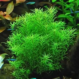 Fern live plant Pack of 17-image-14