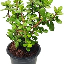 generic Ripee Jade Plant crassula ovata | Live Healthy Good Luck Plant For Vastu, Home & Office Desk For Indoor Gardening | Pack Of 1 | small plant with Black pot-picture-10