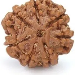 TRINETRA GEMS STONE 7 Mukhi Rudraksha With Capping Superb Brown Sat Mukhi Rudraksha With Capping Round Shaped Precious Seven Face Rudraksha From Nepal Certified By Lab For Men And Women-image-51