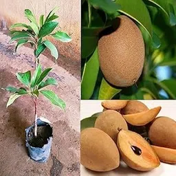 * " Chiku Plant (Thai Sapodilla) -Grafted Fruit Bearing Tree for Home Garden,Balcony,or Tarrace -Hybrid All Season-Healthy Live Sapota Plant for Pot or Soil"-picture-10