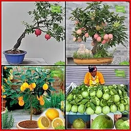 Creative Farmer Garden Seed Combo Fruit Bonsai Suitable : Pomagranate, Apple, Lemon Fruit, Thailand Guava Bonsai SuitableTerrace Gardening-image-55