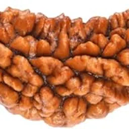 NEXG 1 Mukhi Rudraksha Nepali Kaju Dana AAA+++ Quality One Mukhi Rudraksha Original Certified 1 Face Rudraksh in Silver Pendant Ek Mukhi Kaju Dana Rudraksha for Wearing Purpose 1 मुखी रुद्राक्ष-image-15