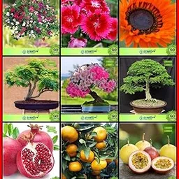 Creative Farmer Seeds Combo Flower Seeds & Fruit : Pomagranate, Orange, Passion Fruit - Yellow, Flame Tree, Pride Of India, Raintree, Sweet Pea, Sweet Willium, Venidium-Orange For Gardening-picture-27