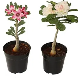 Indian Gardens - Say green, Stay green, Grow green Indian Gardens - Adenium Bonsai Looking Plants | Outdoor Plants | Low Maintainence Set Of 2 Plants With Pots (Black)-picture-47