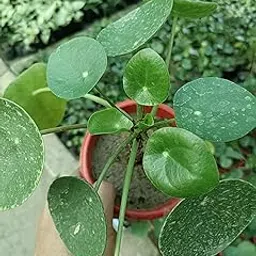 Hydrocotyle Vulgaris Plant/Water Naval/Coin plant live hybrid plant (Ayaan global plants) Perfect for garden/Rooftop balcony and temple...-picture-25