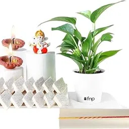 fnp Plant Gift Set For Bhai Dooj-picture-12