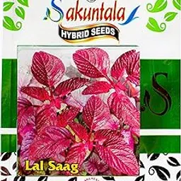 Sakuntala Hybrid Seeds Fresh Red Spinach Seeds Jobakusum Lal Saag Seeds Red Amaranthus Seeds Red Cheera Vegetable Seeds for Home Kitchen Gardens Farms | Best in Germination (600+ seeds per packet)-picture-12