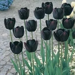 Siddhi Vinayak Gallery®® Imported Variety Black color Tulip bulbs for home garden pack of 1 flower bulbs image 1