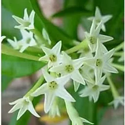 Udanta Queen Of Night - Rat Ki Rani Flower Plant For Home Garden With Pot-picture-10