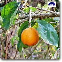 Mphmi Kuchla Live Nursery Outdoor Indoor Grafted Plant-picture-17