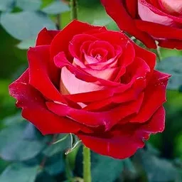 Manjuu Special Multi Colour Rose Grafted Live Plant, Rubiginosa Rosa, Deri Rose, Golap Flower Healthy Live Plant (Without Pot) Pack Of 01 Code -ManjuuSpecialMultiRose035-picture-62