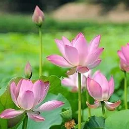Lotus Seeds | Lotus Plant Seeds (Pack of 10) Rare Plant Original Color Guarantee Plant | Indoor |Outdoor Plant-picture-17