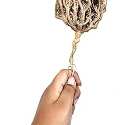 Real Rose of Jericho 1 Big Booti (~ 50 grams) | Maryam booti, Nabi buti | Prosperity, Abundance, Wealth, Fortune, Luck, Peace, Fertility | True Plant of Resurrection |-picture-23