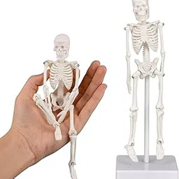 Skeleton Model, Human Anatomy Model for Small Skeleton Model with Movable Joints Ideal for Classroom Office Decor and Decorations(7.8in) image 1