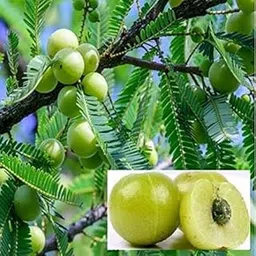 THI VERITEY HYBRID GREEN AMLA FRIUT SWEET LIVE PLANT-image-47