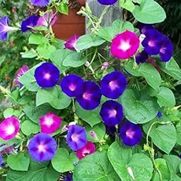 Morning Glory, 50 seeds Mixed by Seedscare-picture-18