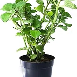 kushplant Ajwain/ajwine Medican Plant with Pot-picture-11