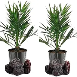 Rare Tissue Culture Date Plant | Arabian Variety Dwarf Fruit Live Plant | Pack of 2 | Sweetable taste | Hight 2 Feet |-picture-27
