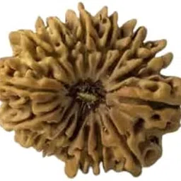 TRINETRA GEMS STONE Precious Oval पंद्रह मुखी रूद्राक्ष IGL Lab Certified Natural Brown 15 Mukhi Rudraksha For Make Pendant Mala Fifteen Face Rudraksha Nepali Beads Pandrah Mukhi Rudraksha-image-20