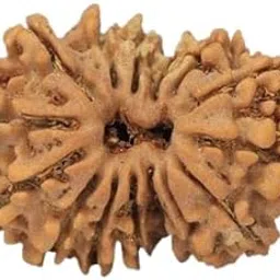 TRINETRA GEMS STONE 15 Mukhi Rudraksha Nepali Beads Superb पंद्रह मुखी रूद्राक्ष IGL Lab Certified Natural Brown Fifteen Face Rudraksha For Make Mala Pandrah Mukhi Rudraksha For Women-picture-25