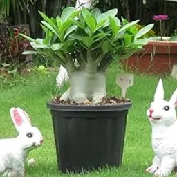 Dream Nursery- Adenium Arabicum bonsai plant.(size 4 inches caudex)-picture-21