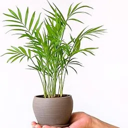 Oxiflora® Mini Bamboo Plant | Live Lucky Bamboo for Home & Office Décor | Feng Shui Indoor Plant | Tabletop Water Plant | Good Luck Bamboo Stick-picture-14