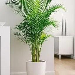 Areca Palm Live Indoor Plant in Decorative Pot – Air Purifying, Low Maintenance Tropical Houseplant for Home & Office Décor (Dypsis lutescens) (pack of 1) That is a real plant not fake plant-picture-23