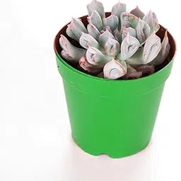 Live Succulent Plant Jelly Beans (NOSE)-picture-19