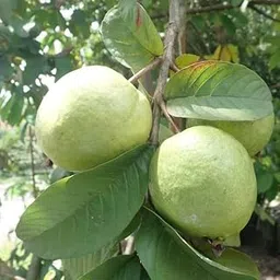 Allahabad Safeda Varieties Guava Air Layering Grafted Healthy Live fruit Plant hight 1.5-2 feet (Hybrid, Pack of 1)-picture-20
