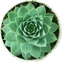 Pedpoudhe Laxmi Kamal Succulent Plant-picture-16