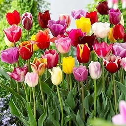 Tulip Flower Bulb Live Plant, Flower Bulb and Seeds, Exotic Flowers, Pack of 5 Bulbs By Zabbus Mixed-picture-45