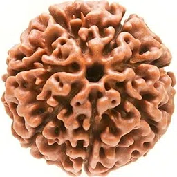MAUTIK SADIWALA 7 Mukhi Rudraksha (Brown)-picture-31