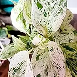 1 MARBLE QUEEN PLANT POTHOS HYBRID ORGANIC INDOOR OUTDOOR GARDEN LIVE MONEY PLANT-picture-31