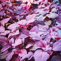 Indian Gardening Easy to Grow Amaranthus Red Seeds | Red Greens | 100 Count – Terrace Cultivation, Garden Tray, Leafy Vegetable for Family-image-43
