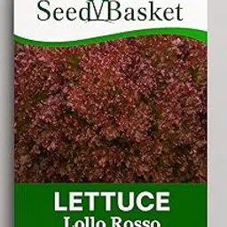SeedBasket Lettuce Lollo Rosso Seeds – Non-GMO, Gourmet Red Leaf Lettuce for Home & Kitchen Garden – Fast Growing, High Yield, Easy to Grow-picture-39