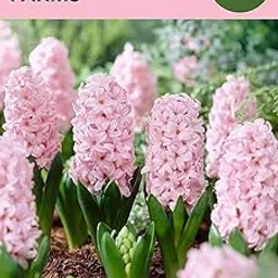 Oakwood Farms® Imported Dutch Hyacinth Light Pink Color Flower Bulbs (Pack Of 2 Bulbs)-picture-30