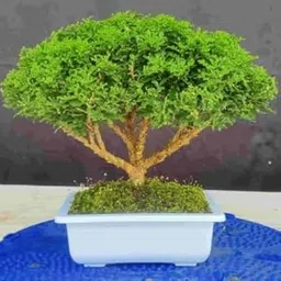 Air purifier plants indoor oxygen combo,Indoor oxygen combo plants for air purifier,Kamini plant (Pack of 1)-image-61