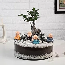 Air Purify Haworthia & Bonsai Live Terrarium Plants In Glass Pot For Living Room, Bedroom, Home/Office Decor, Birthday Gift, Anniversary Gift Christmas & New Year Gift (Same Day Delivery)-image-36