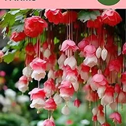 Oakwood Farms® Imported Weeping Begonia Flower Bulbs For Gardening (Pack Of 2 Bulbs)-picture-31