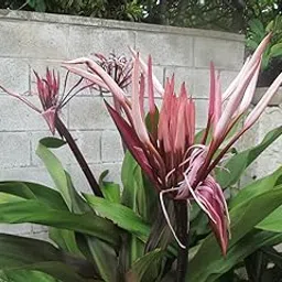 Hawaiian Spider Lily Bulb (2 Bulbs)-picture-21