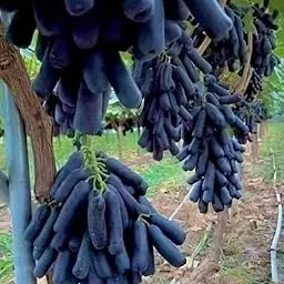 FasanGreen Fruit Grapes Plant for Indoor & Outdoor with Grow Bag (Multicolor, 150mm) (GN 254)-picture-11