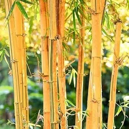 Yellow bamboo plant seeds (100 seeds) image 1