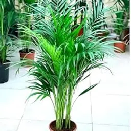 Dream big shop Areca Palm Best Houseplant Palm Plant-China Palm/Areca Palm-Indoor-Outdoor Decorative/Natural Air Purifying Live Plant.pack off 2-picture-24