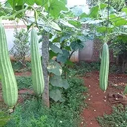SRI SAI FORESTRY Organic Ridge Gourd Seeds Turai Turia Dodka Peerkangai Beerakaya Peechinga vegetable seeds Pack of 50 for Home Garden image 1