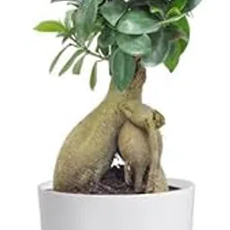 Plants Ficus Panda Plant Bonsai Fig,- Plant Garden Live Plant Nursery-image-42