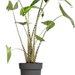 Flower bulbs hybrid Alocasia imported Alocasia flower live rhizomes home garden pack of 4 tiger taro-picture-20